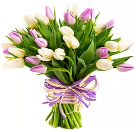 tulipany 12 05 2021