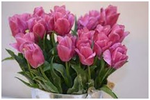 tulipany 20220512